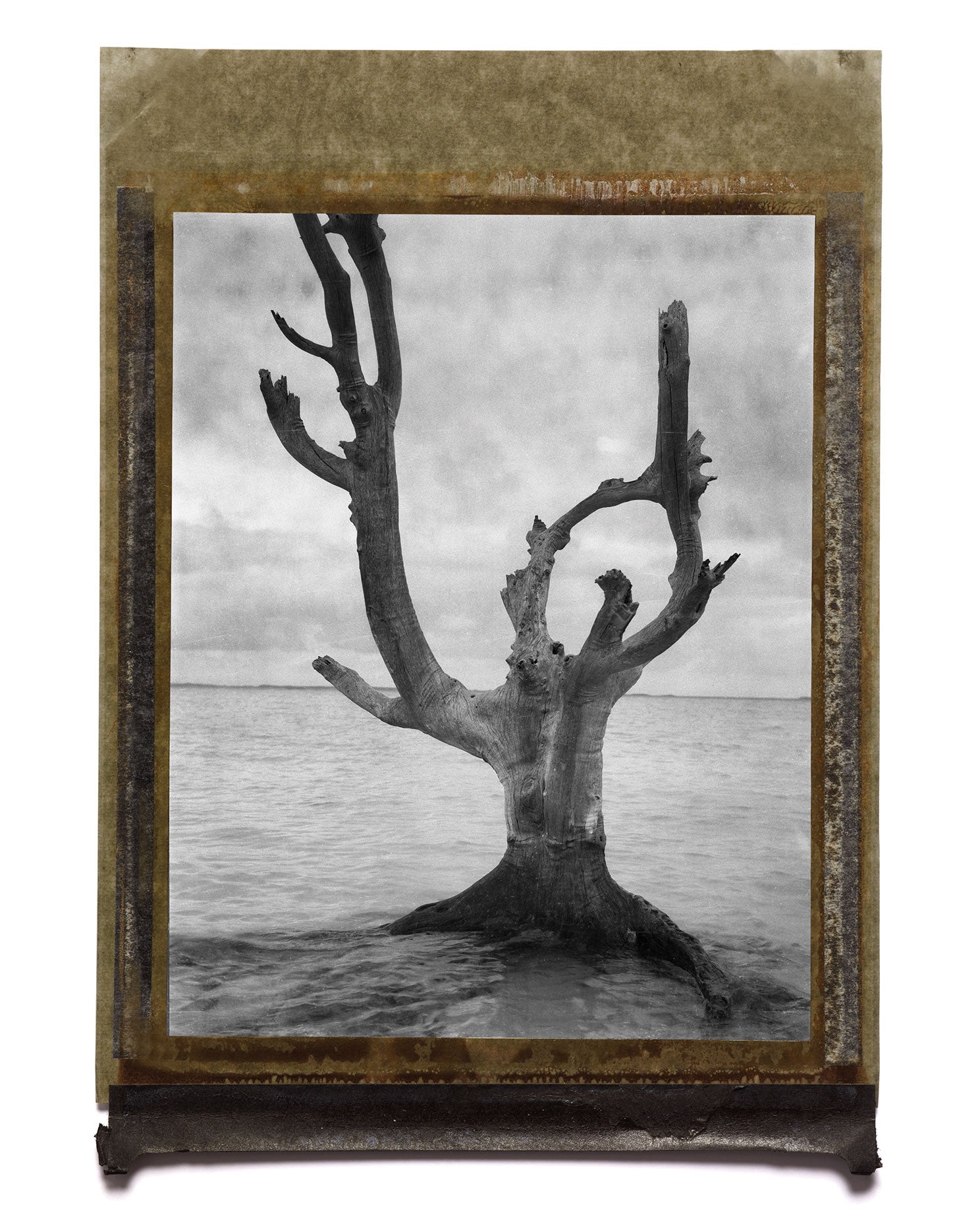 Tree, Harbour Island, 2002