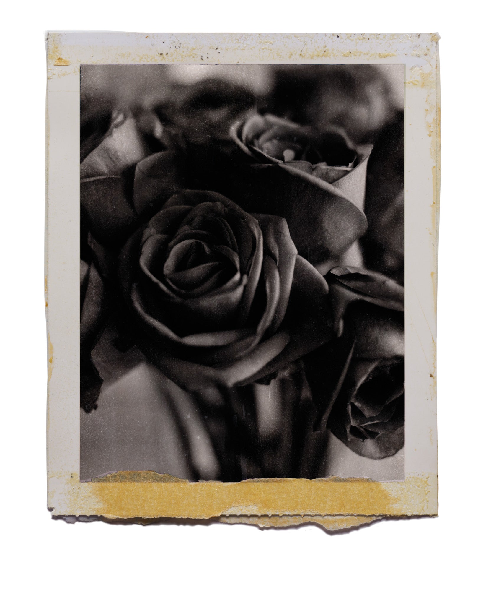 Roses, New York City, 1999