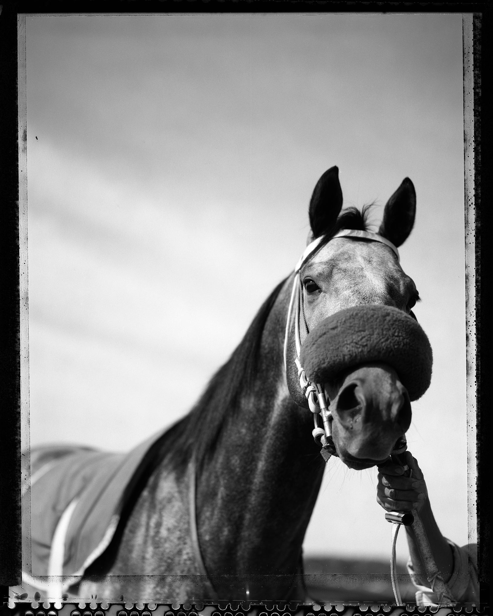 Caballo No. 2, Buenos Aires, 2001