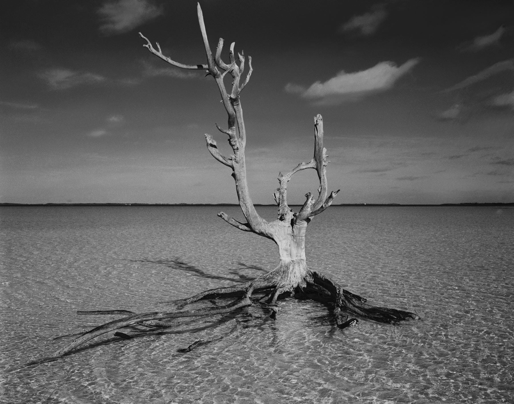 The Lone Tree, Harbour Island, 2006